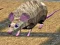 Spel Muisrace Eilanden online Spel Muisrace Eilanden online