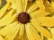 Spel Bloemblad Regen Druppel Puzzel online