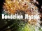 Spel Paardenbloem Puzzel online