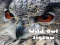 Spel Wild Uil Puzzel online