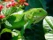 Spel Wilde Iguana online