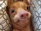Spel Welke meme-hond ben jij? online