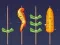 Spel Barbecue Wedstrijd online