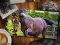 Spel Jigsaw Puzzle Paarden Editie online