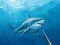 Spel Jagen onder water speervissen online