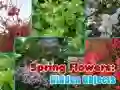 Spel Lente Bloemen: Verborgen Voorwerpen online Spel Lente Bloemen: Verborgen Voorwerpen online