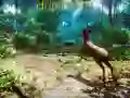 Spel Jager 3D online Spel Jager 3D online