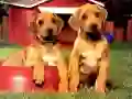 Spel Puppy Pairs Puzzel online Spel Puppy Pairs Puzzel online
