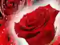 Spel Rode rozen online Spel Rode rozen online