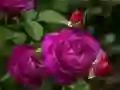 Spel Paarse rozen online Spel Paarse rozen online