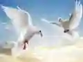 Spel Vliegende Vogels online
