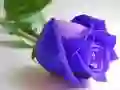 Spel Blauwe rozen online Spel Blauwe rozen online