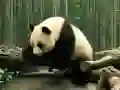 Spel Panda Puzzel online Spel Panda Puzzel online