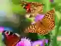Spel Vlinderslide online