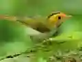 Spel Vogels Glijden online