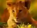 Spel Spel van Wilde Baby Dieren online Spel Spel van Wilde Baby Dieren online