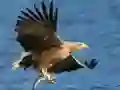 Spel Vliegende Vogels Glijden online Spel Vliegende Vogels Glijden online
