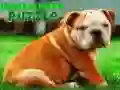 Spel Bulldog Puppy Puzzel online Spel Bulldog Puppy Puzzel online