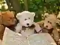 Spel Knuffelige Drie Teddy Puzzel online Spel Knuffelige Drie Teddy Puzzel online