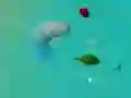 Spel GelukkigeHaai.io online Spel GelukkigeHaai.io online