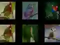 Spel Onthoud de vogels online Spel Onthoud de vogels online