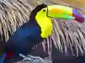 Spel Toekan Vogel Puzzel online Spel Toekan Vogel Puzzel online
