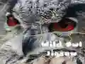 Spel Wild Uil Puzzel online Spel Wild Uil Puzzel online