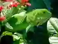 Spel Wilde Iguana online Spel Wilde Iguana online