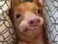 Spel Welke meme-hond ben jij? online Spel Welke meme-hond ben jij? online