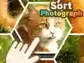 Spel Foto sorteren online Spel Foto sorteren online