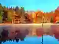 Spel Online Vissimulator online