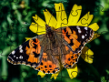 Spel Puzzel: Lente online