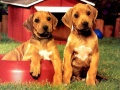 Spel Puppy Pairs Puzzel online