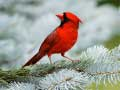 Spel Vogels Puzzel online
