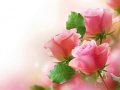 Spel Roze Rozen online