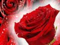 Spel Rode rozen online
