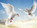 Spel Vliegende Vogels online