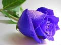 Spel Blauwe rozen online