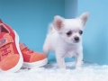 Spel Lief Puppypuzzel online