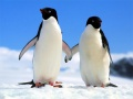 Spel Penguin Puzzel online