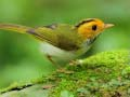 Spel Vogels Glijden online