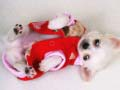 Spel Lieve Puppy Glijbaan online