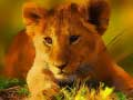 Spel Spel van Wilde Baby Dieren online