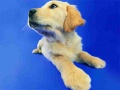 Spel Grappige Katten en Honden Puzzel online