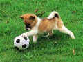 Spel Speelse Puppy Buitenpuzzel online