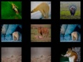 Spel Dieren Geheugen online