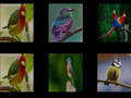 Spel Onthoud de vogels online