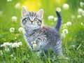 Spel Kittens Puzzel online