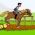 Paardenrennen Paardenrennen online