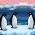 Pinguïns Pinguïns online